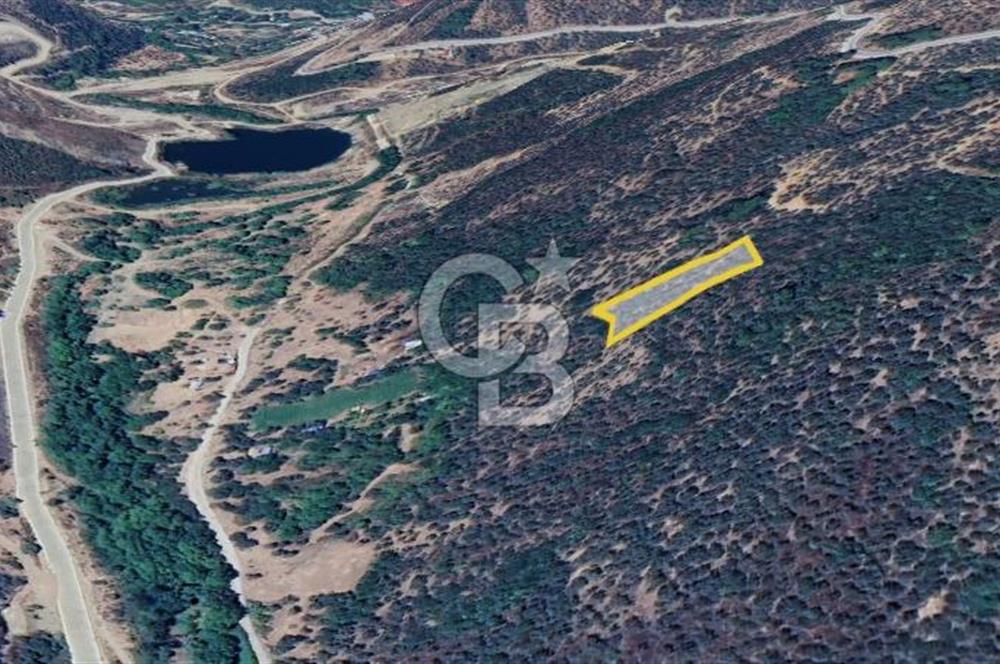  İZMİR BAYINDIR DEREKÖYDE SATILIK ZEYTİNLİK