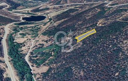  İZMİR BAYINDIR DEREKÖYDE SATILIK ZEYTİNLİK