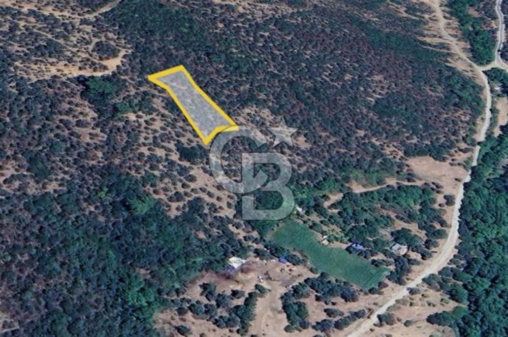  İZMİR BAYINDIR DEREKÖYDE SATILIK ZEYTİNLİK