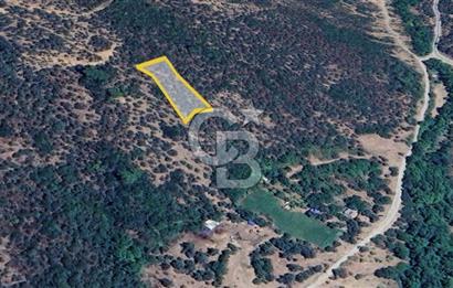  İZMİR BAYINDIR DEREKÖYDE SATILIK ZEYTİNLİK