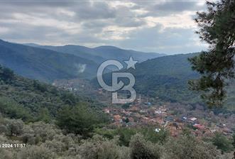  İZMİR BAYINDIR DEREKÖYDE SATILIK ZEYTİNLİK - 9 - 339005