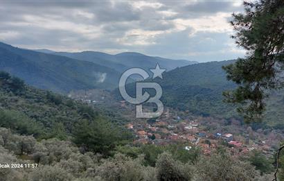  İZMİR BAYINDIR DEREKÖYDE SATILIK ZEYTİNLİK