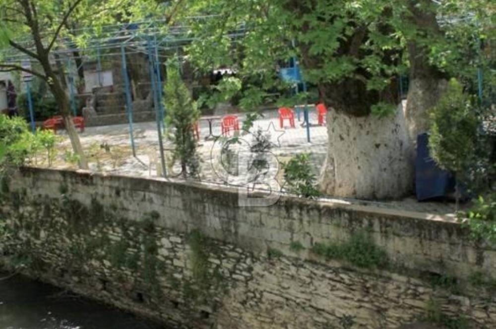  İZMİR BAYINDIR DEREKÖYDE SATILIK ZEYTİNLİK