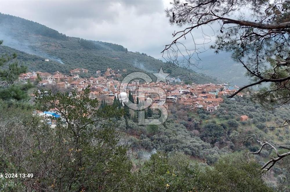  İZMİR BAYINDIR DEREKÖYDE SATILIK ZEYTİNLİK