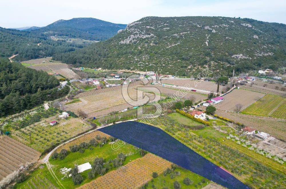 Kuşadası Kirazlı’da Satılık Tarla | 3887 m² | İçinde 45 m² Yapı Kayıtlı Ev | Su ve Elektrik Var