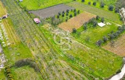 Kuşadası Kirazlı’da Satılık Tarla | 3887 m² | İçinde 45 m² Yapı Kayıtlı Ev | Su ve Elektrik Var