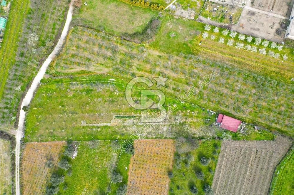 Kuşadası Kirazlı’da Satılık Tarla | 3887 m² | İçinde 45 m² Yapı Kayıtlı Ev | Su ve Elektrik Var