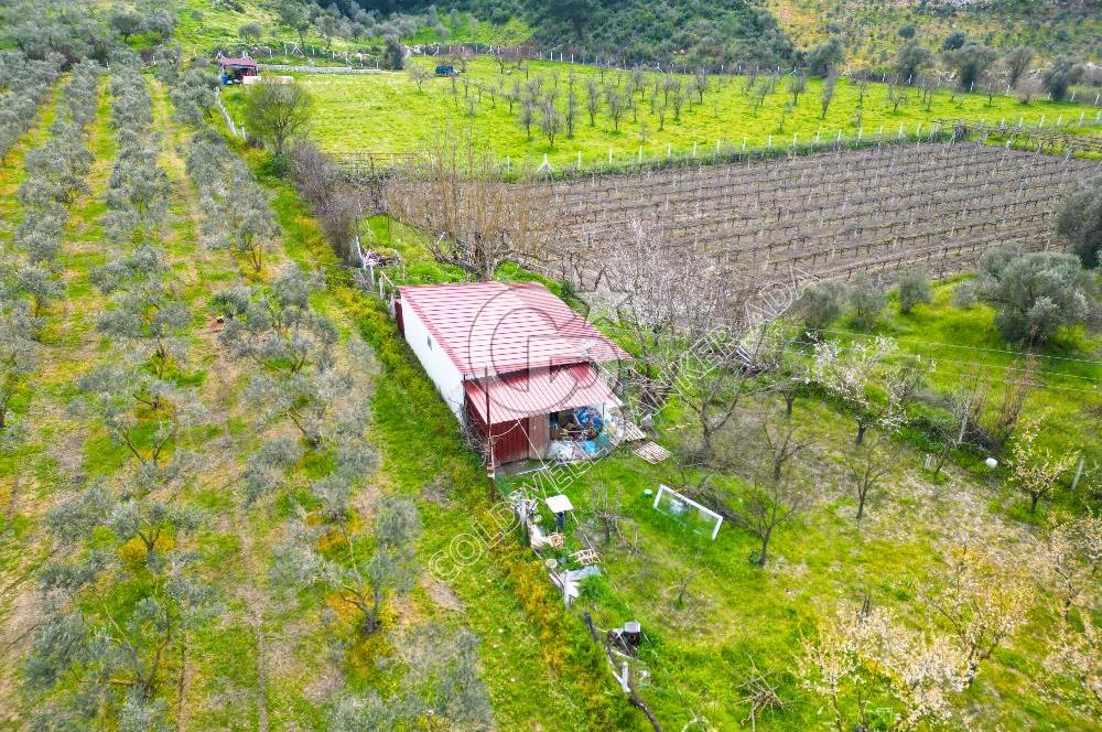 Kuşadası Kirazlı’da Satılık Tarla | 3887 m² | İçinde 45 m² Yapı Kayıtlı Ev | Su ve Elektrik Var