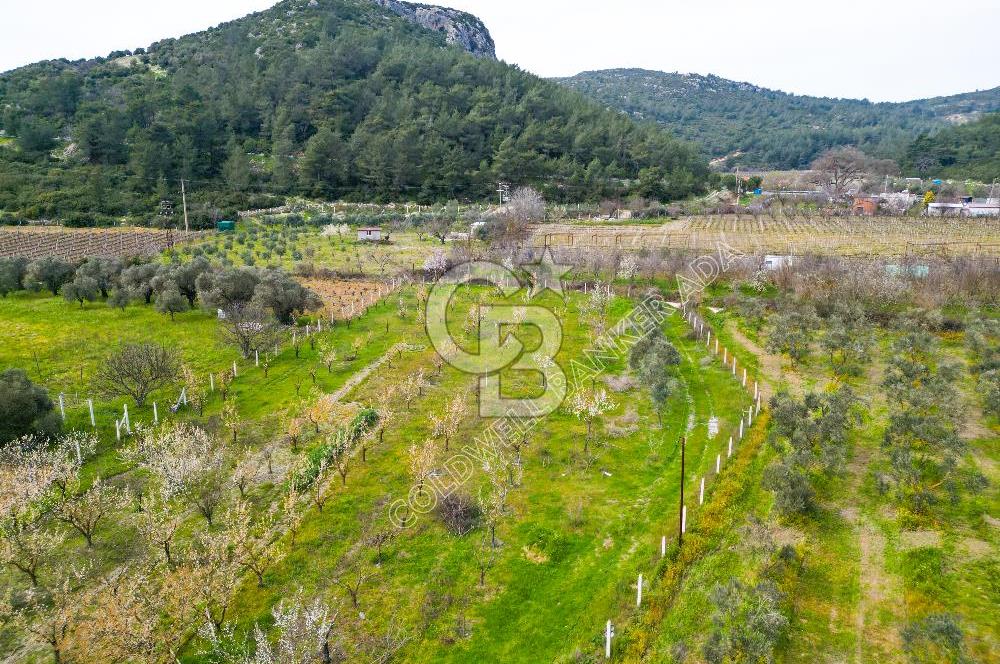Kuşadası Kirazlı’da Satılık Tarla | 3887 m² | İçinde 45 m² Yapı Kayıtlı Ev | Su ve Elektrik Var