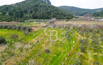 Kuşadası Kirazlı’da Satılık Tarla | 3887 m² | İçinde 45 m² Yapı Kayıtlı Ev | Su ve Elektrik Var