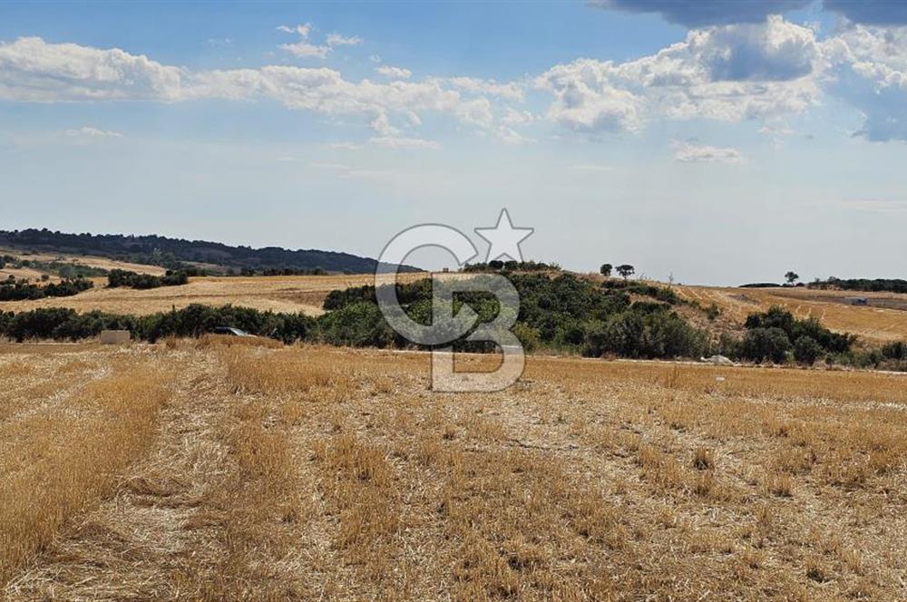 Edirne Keşan MecidiyeKöyü Yatırımlık SarosSahil 5km 4638 m²Tarla