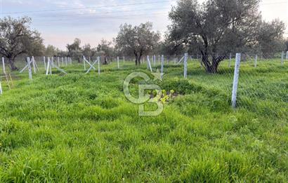 foça yolu üzeri fırsat 