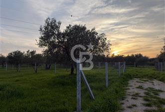 foça yolu üzeri fırsat  - 7 - 339013