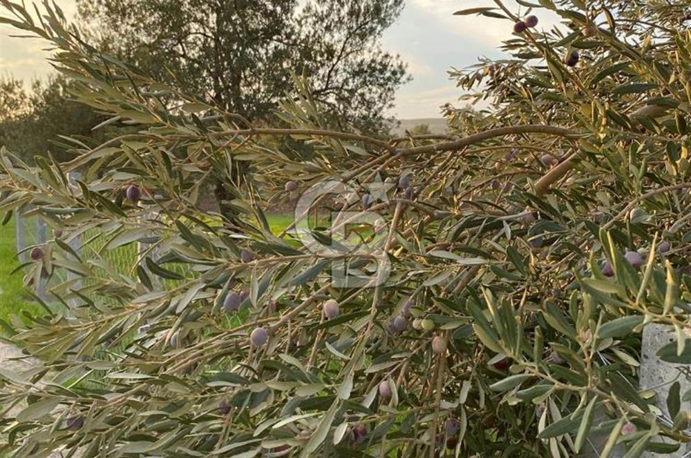 foça yolu üzeri fırsat 