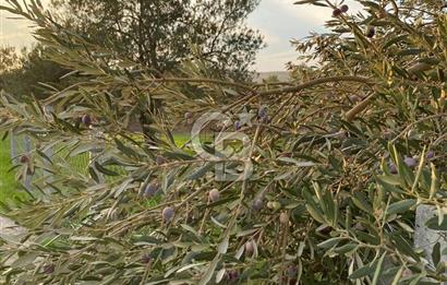 foça yolu üzeri fırsat 