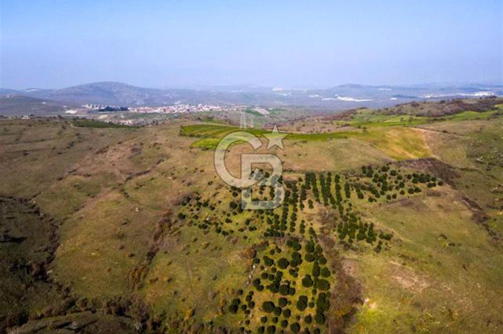 CB EAGLE'dan KÖTEYLİ'DE 5.087 m² SATILIK TARLA