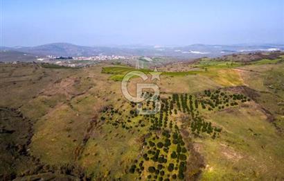 CB EAGLE'dan KÖTEYLİ'DE 5.087 m² SATILIK TARLA