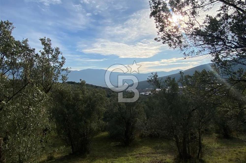 GEDELEKTE KÖYE BİTİŞİK, YATIRIMLIK & VERİMLİ ZEYTİNLİKLER!