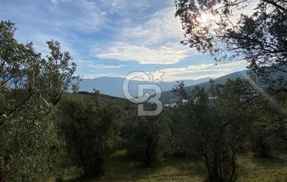 GEDELEKTE KÖYE BİTİŞİK, YATIRIMLIK & VERİMLİ ZEYTİNLİKLER!