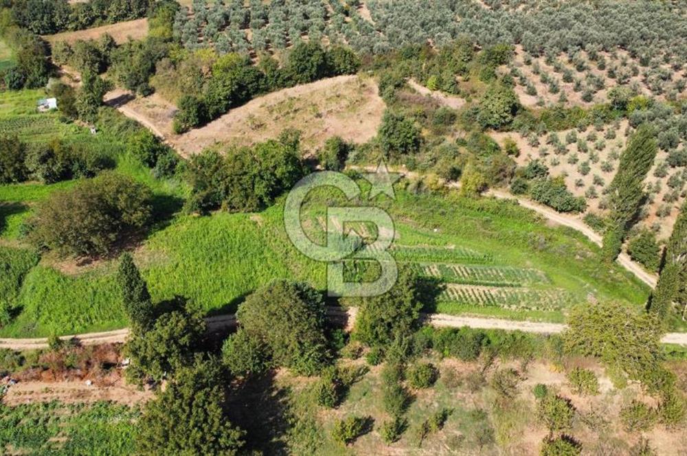 GEDELEKTE KÖYE BİTİŞİK, YATIRIMLIK & VERİMLİ ZEYTİNLİKLER!