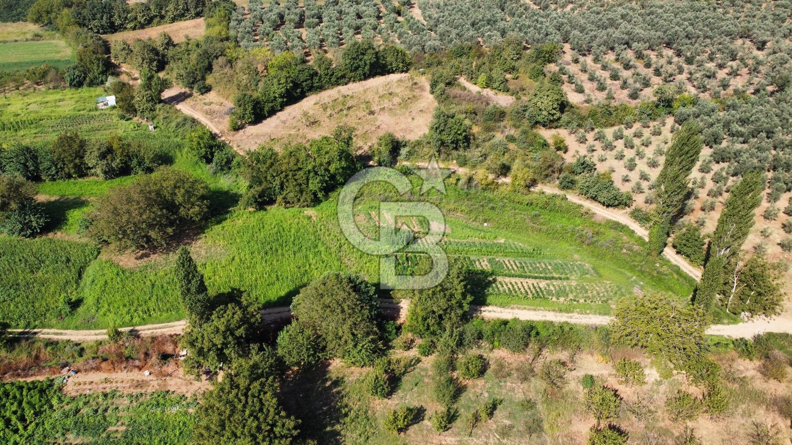 Gedelek KarşıbayırlardaKöye 500m,Altyapı Yakın,Bakımlı Zeytinlik