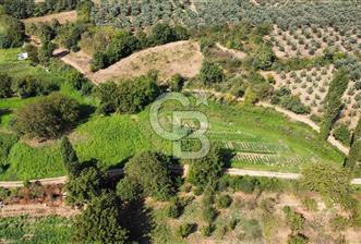 Gedelek KarşıbayırlardaKöye 500m,Altyapı Yakın,Bakımlı Zeytinlik - 1 - 339048