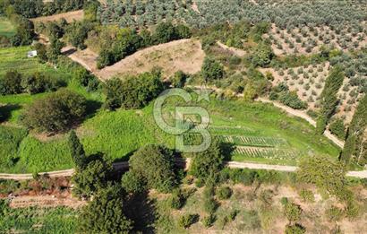 Gedelek KarşıbayırlardaKöye 500m,Altyapı Yakın,Bakımlı Zeytinlik
