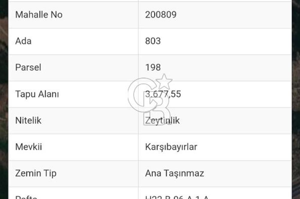 Gedelek KarşıbayırlardaKöye 500m,Altyapı Yakın,Bakımlı Zeytinlik