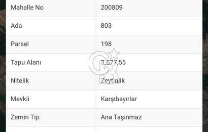 Gedelek KarşıbayırlardaKöye 500m,Altyapı Yakın,Bakımlı Zeytinlik
