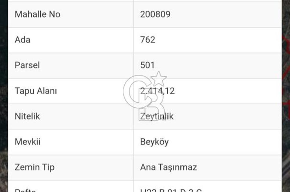 GEDELEKTE KÖYE BİTİŞİK, YATIRIMLIK & VERİMLİ ZEYTİNLİKLER!