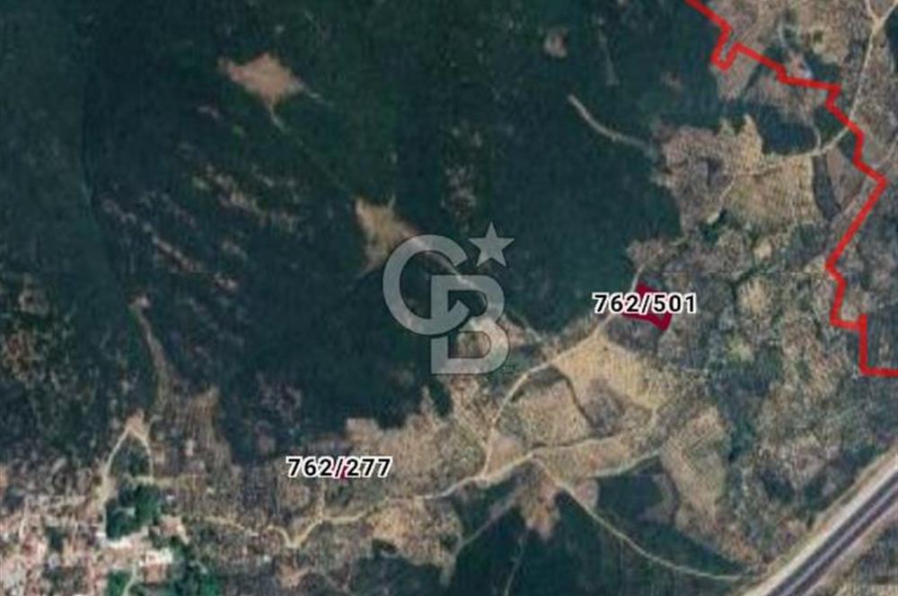 GEDELEKTE KÖYE BİTİŞİK, YATIRIMLIK & VERİMLİ ZEYTİNLİKLER!