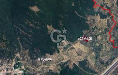 GEDELEKTE KÖYE BİTİŞİK, YATIRIMLIK & VERİMLİ ZEYTİNLİKLER!