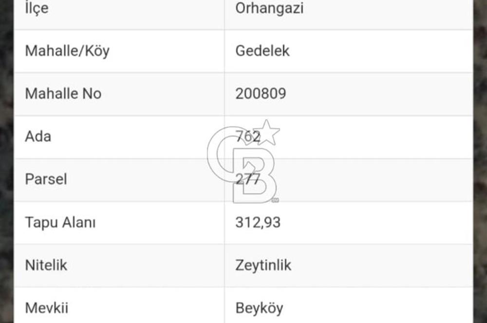 GEDELEKTE KÖYE BİTİŞİK, YATIRIMLIK & VERİMLİ ZEYTİNLİKLER!