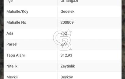 GEDELEKTE KÖYE BİTİŞİK, YATIRIMLIK & VERİMLİ ZEYTİNLİKLER!