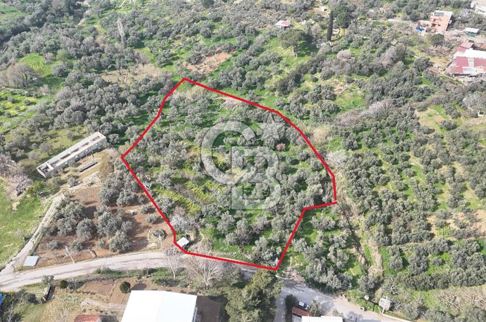 Bayraklı, Doğançay Mah., 1.061 m2 Satılık Tarla