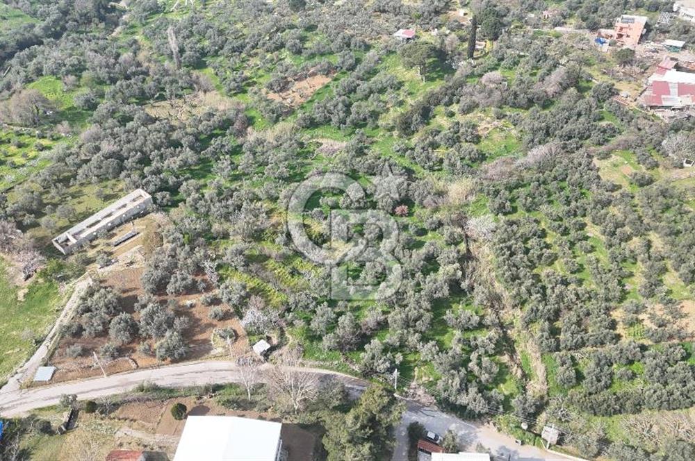 Bayraklı, Doğançay Mah., 1.061 m2 Satılık Tarla