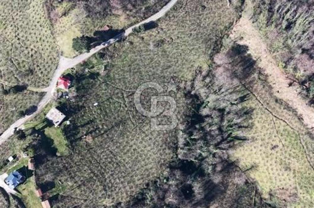 AKÇATEPE'DE DENİZ VE ORDU MANZARALI SATILIK FINDIK BAHÇESİ