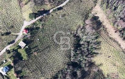 AKÇATEPE'DE DENİZ VE ORDU MANZARALI SATILIK FINDIK BAHÇESİ