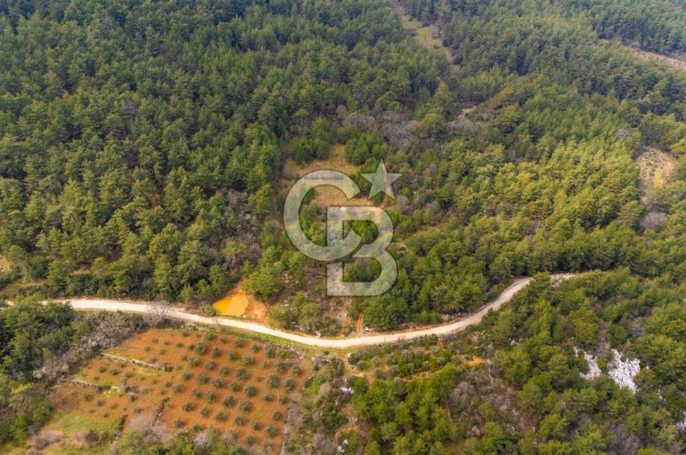 Yenice’de Kadastral Yolu Olan Satılık Tarla