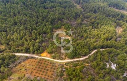 Yenice’de Kadastral Yolu Olan Satılık Tarla