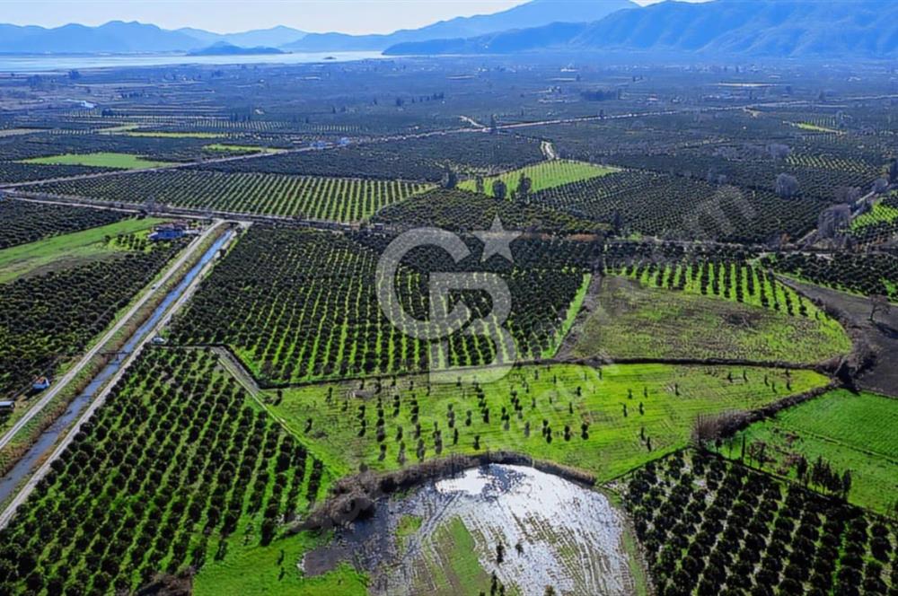Muğla Köyceğiz Toparlar'da 3.550 m² Satılık Narenciye Bahçesi