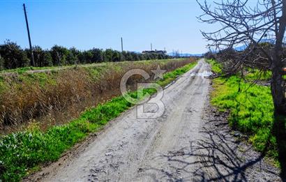 Köyceğiz'de 3.550 m² Satılık Narenciye Bahçesi