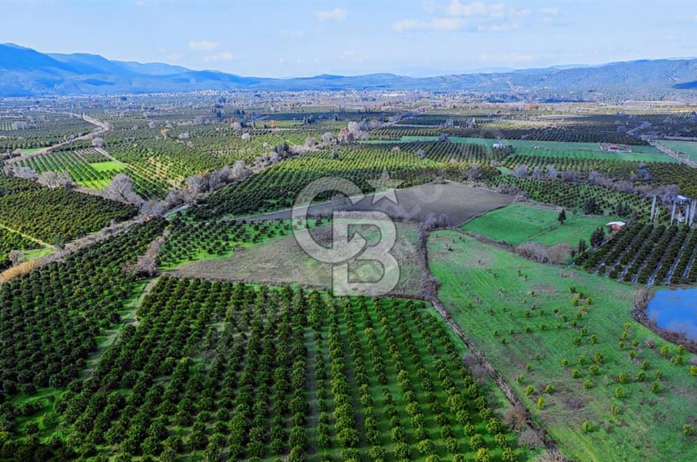Köyceğiz'de 3.550 m² Satılık Narenciye Bahçesi