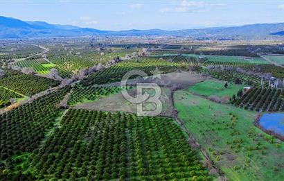 Köyceğiz'de 3.550 m² Satılık Narenciye Bahçesi