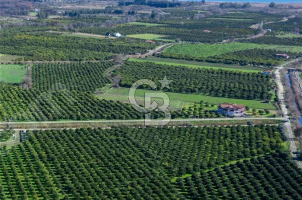 Köyceğiz'de 3.550 m² Satılık Narenciye Bahçesi