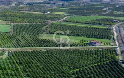 Köyceğiz'de 3.550 m² Satılık Narenciye Bahçesi