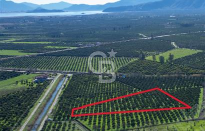 Muğla Köyceğiz Toparlar'da 3.550 m² Satılık Narenciye Bahçesi