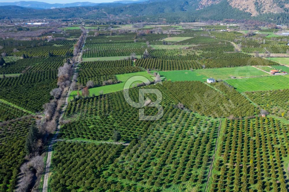 Köyceğiz'de 3.550 m² Satılık Narenciye Bahçesi