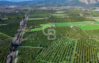 Köyceğiz'de 3.550 m² Satılık Narenciye Bahçesi