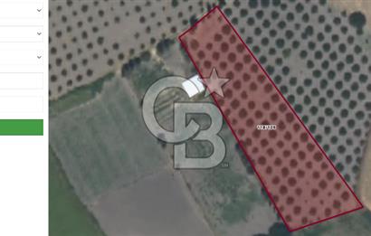 Köyceğiz'de 3.550 m² Satılık Narenciye Bahçesi